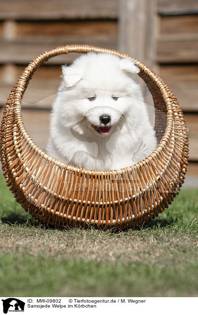 Samojede Welpe im Krbchen / Samoyed Puppy in a basket / MW-09802