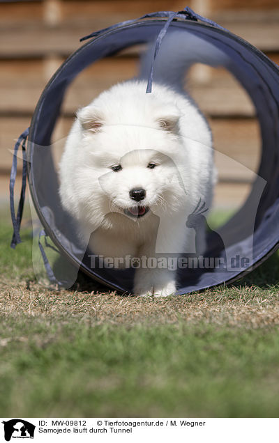 Samojede luft durch Tunnel / Samoyed walks through tunnel / MW-09812