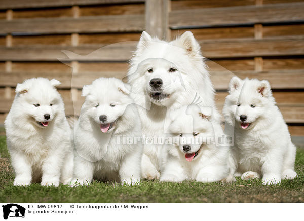 liegender Samojede / lying Samoyed / MW-09817