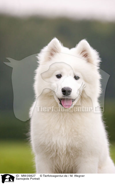 Samojede Portrait / Samoyed Portrait / MW-09827