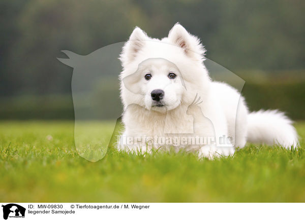 liegender Samojede / lying Samoyed / MW-09830