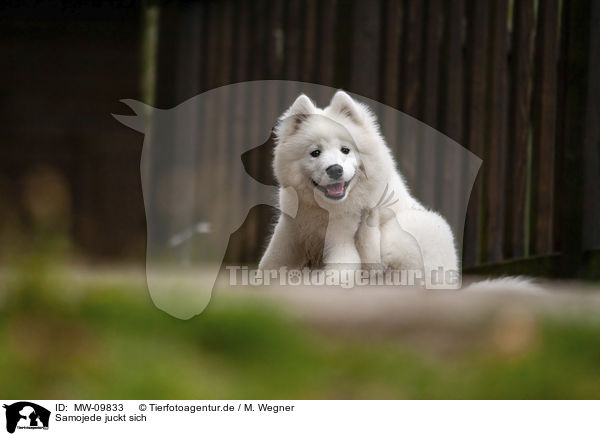 Samojede juckt sich / Samoyed / MW-09833