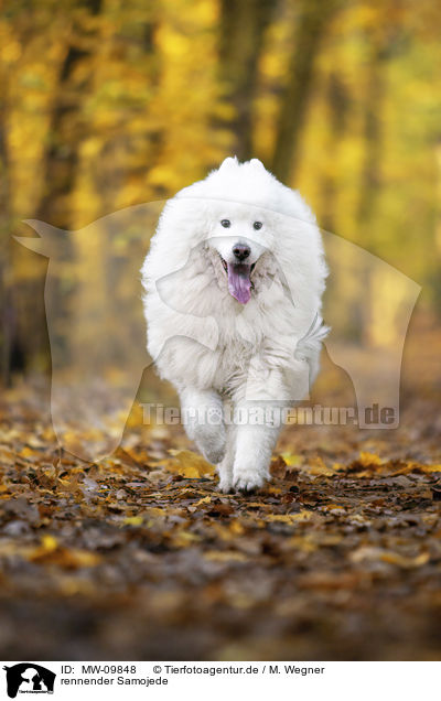rennender Samojede / running Samoyed / MW-09848