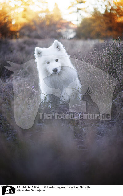 sitzender Samojede / sitting Samoyed / ALS-01104