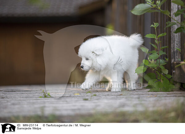 Samojede Welpe / MW-23114