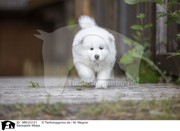 Samojede Welpe / Samoyed puppy / MW-23121