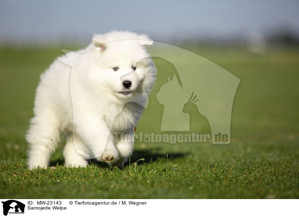 Samojede Welpe / Samoyed puppy / MW-23143