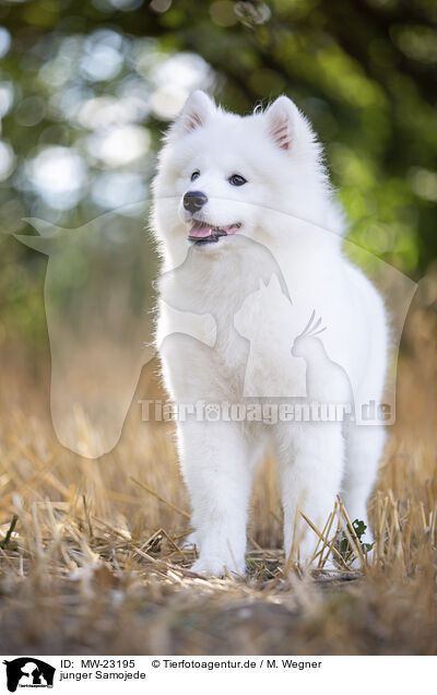 junger Samojede / young Samoyed / MW-23195