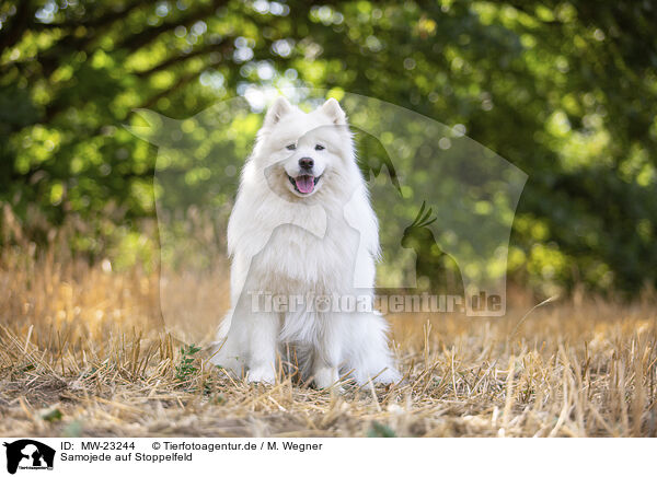 Samojede auf Stoppelfeld / Samoyed on stubble field / MW-23244