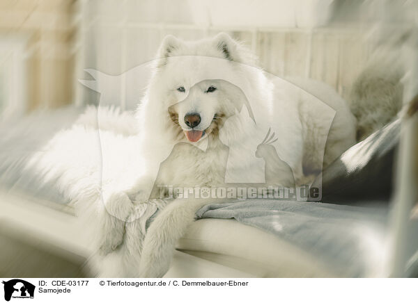 Samojede / Samoyed / CDE-03177