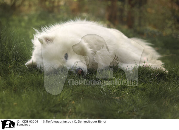Samojede / Samoyed / CDE-03204