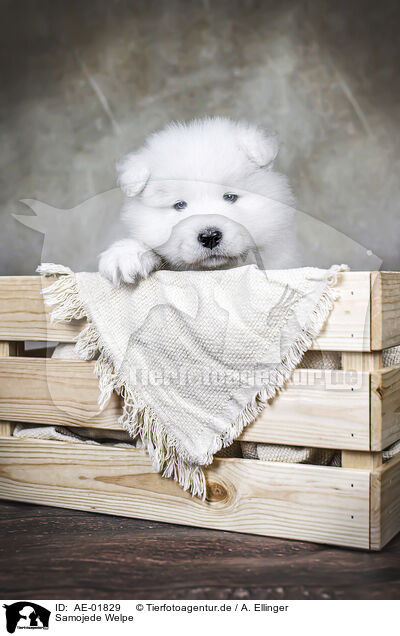 Samojede Welpe / Samoyed Puppy / AE-01829