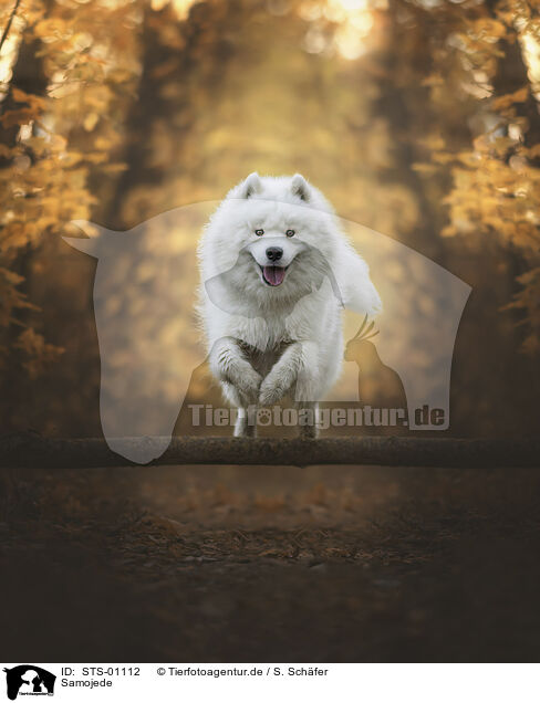Samojede / Samoyed / STS-01112