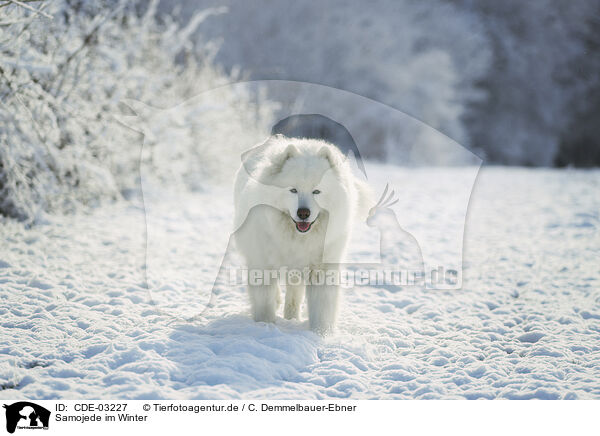 Samojede im Winter / Samoyed in winter / CDE-03227