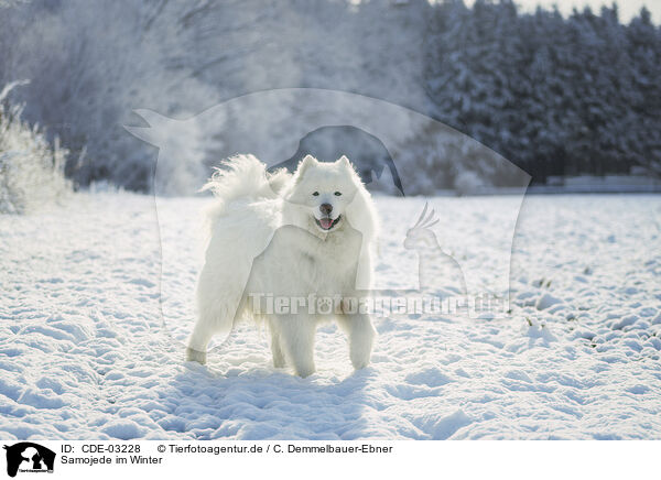 Samojede im Winter / Samoyed in winter / CDE-03228