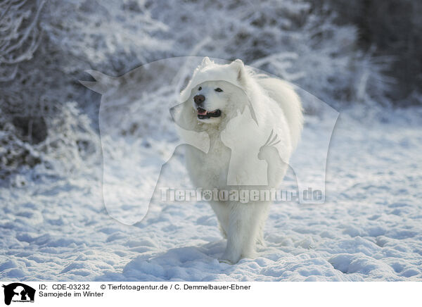 Samojede im Winter / Samoyed in winter / CDE-03232