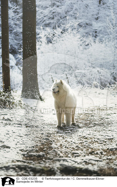 Samojede im Winter / Samoyed in winter / CDE-03235