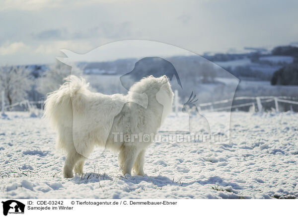 Samojede im Winter / Samoyed in winter / CDE-03242