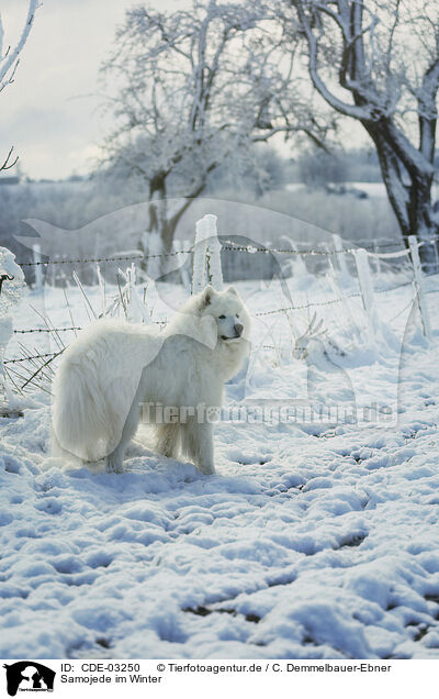Samojede im Winter / Samoyed in winter / CDE-03250