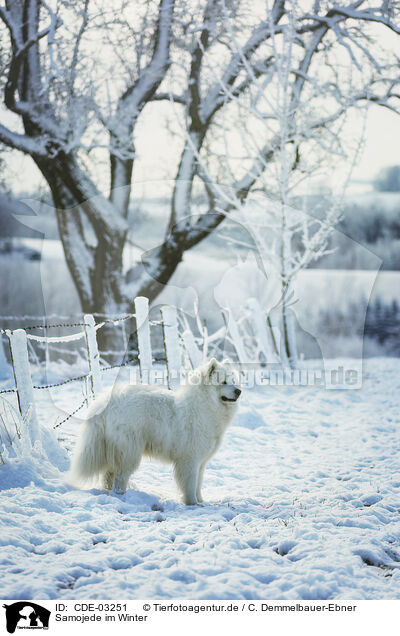 Samojede im Winter / Samoyed in winter / CDE-03251
