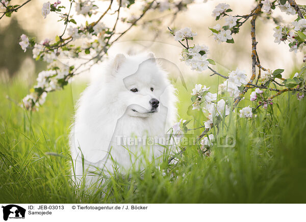 Samojede / Samoyed / JEB-03013