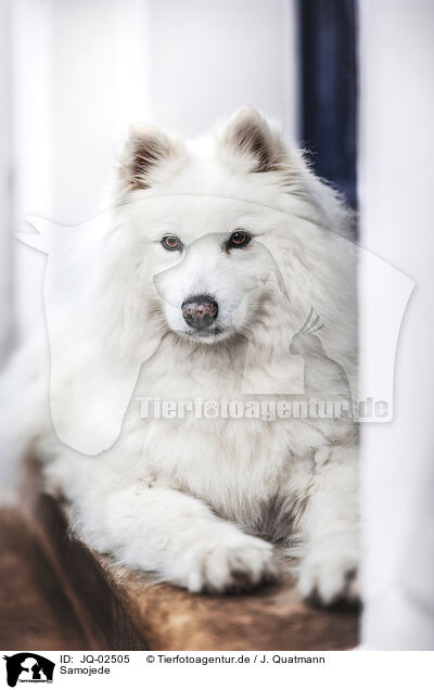 Samojede / JQ-02505