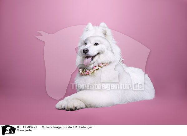 Samojede / CF-03997