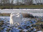 Samojeden im Winter