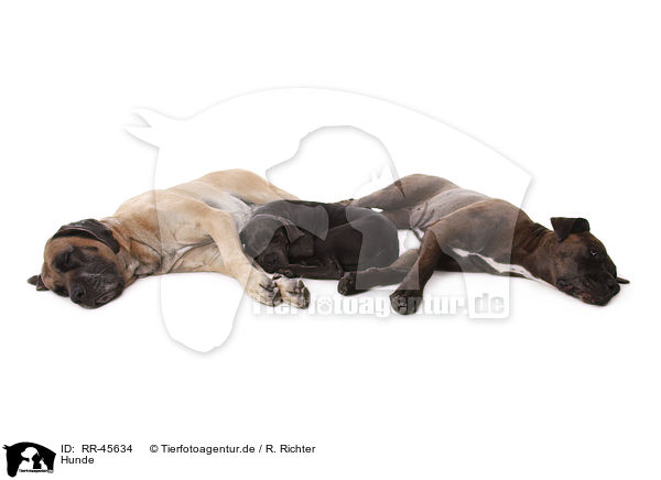 Hunde / dogs / RR-45634
