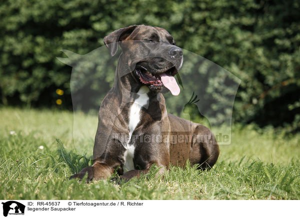 liegender Saupacker / RR-45637