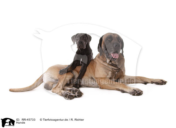 Hunde / dogs / RR-45733