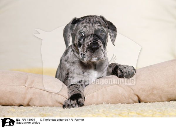 Saupacker Welpe / Saupacker Puppy / RR-48007
