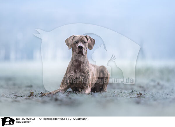 Saupacker / Saupacker / JQ-02502