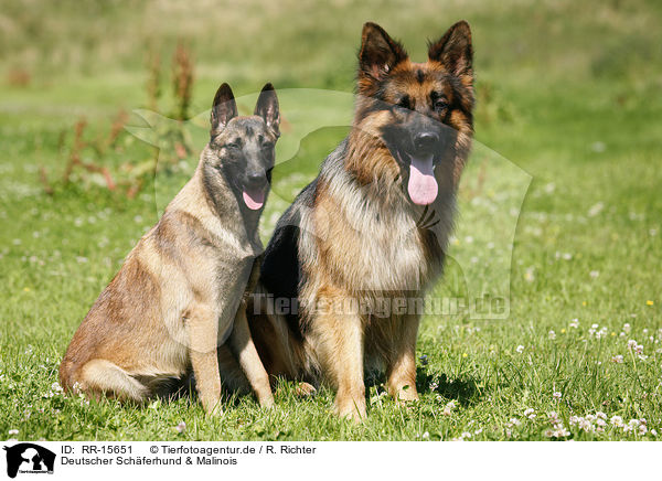 Deutscher Schferhund & Malinois / RR-15651