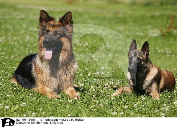 Deutscher Schferhund & Malinois / RR-15656