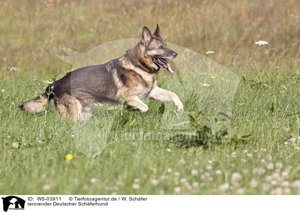 rennender Deutscher Schferhund / running German Shepherd / WS-03911