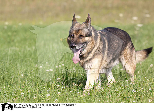 Deutscher Schferhund / German Shepherd / WS-03912