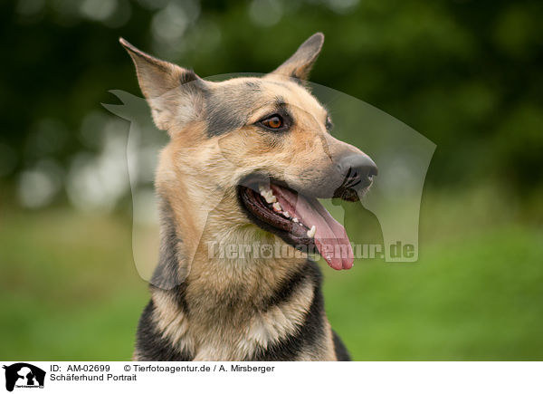 Schferhund Portrait / Shepherd Portrait / AM-02699