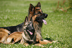 Deutscher Schferhund & Malinois