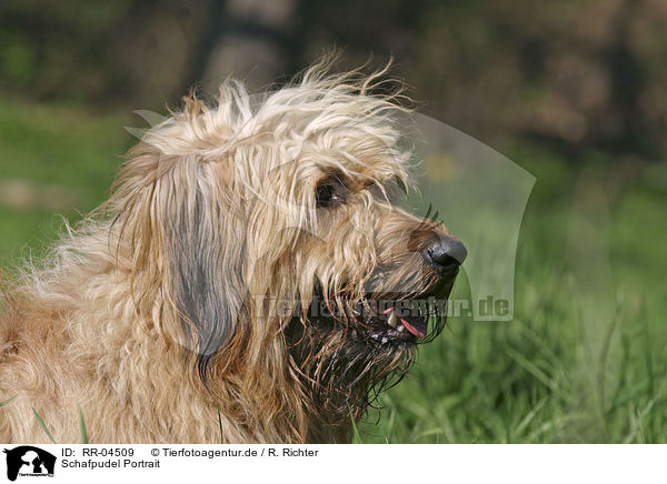 Schafpudel Portrait / Schafpudel Portrait / RR-04509