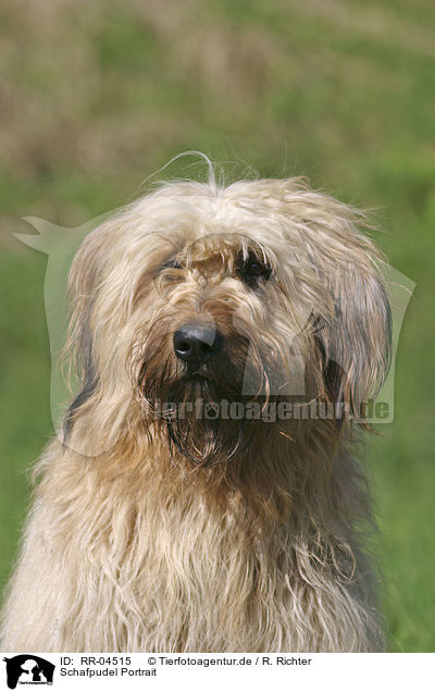 Schafpudel Portrait / Schafpudel Portrait / RR-04515