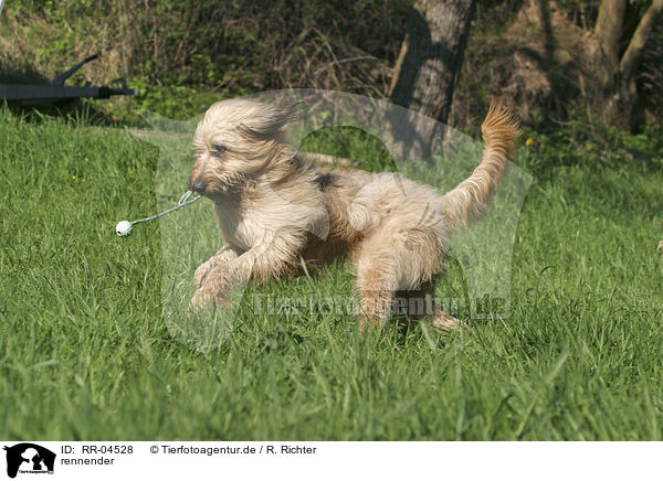 rennender / running Schafpudel / RR-04528