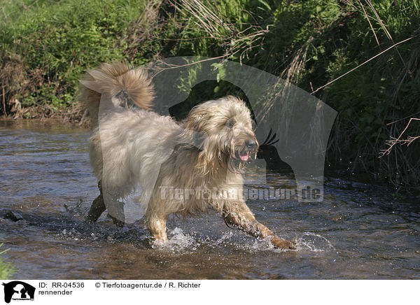 rennender / running Schafpudel / RR-04536