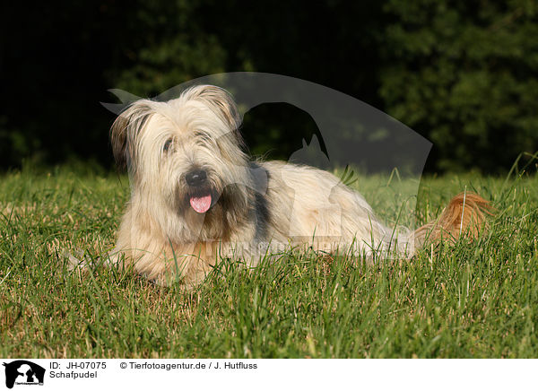 Schafpudel / dog / JH-07075