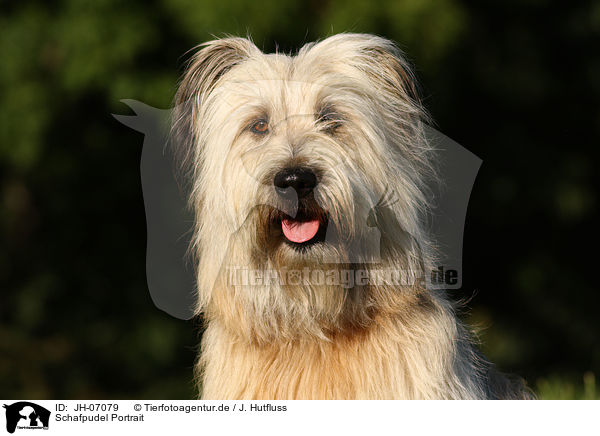 Schafpudel Portrait / JH-07079