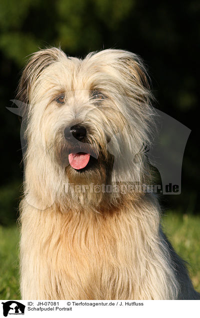 Schafpudel Portrait / dog portrait / JH-07081