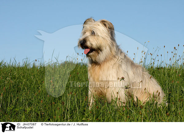 Schafpudel / JH-07087