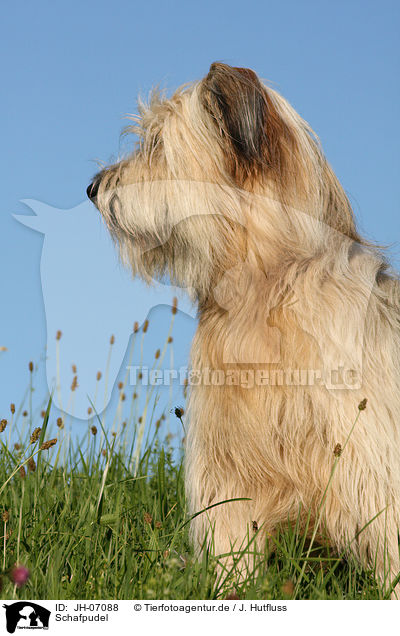 Schafpudel / JH-07088