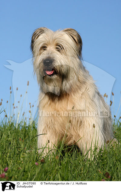 Schafpudel / dog / JH-07090