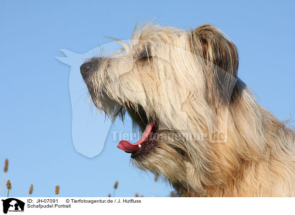 Schafpudel Portrait / JH-07091